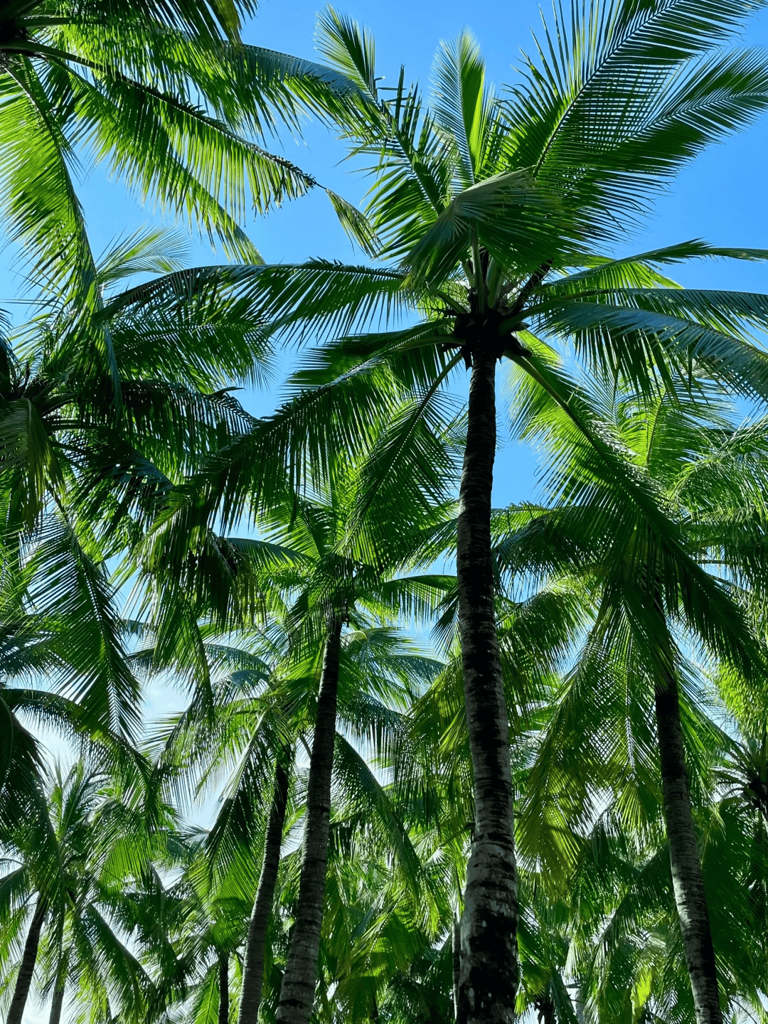 游｜海底餐厅×花海旅拍 闺蜜轻奢报团体验方案指南澳门新葡京网页「颜值打卡营」海南